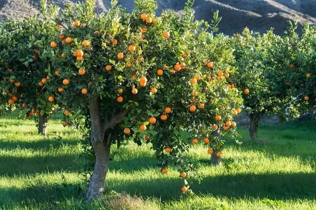 نهال پرتقال و نارنگی، لیمو، نارنج،بکرایی وگریپفروت|خدمات باغبانی و درختکاری|شیراز, دکتر حسابی|دیوار