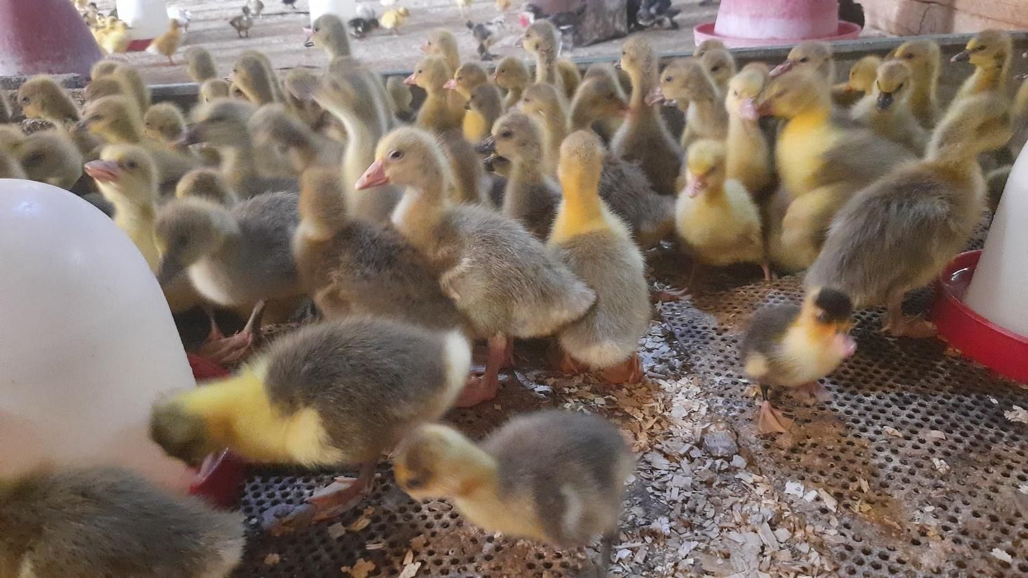 فروش ویژه انواع جوجه های یک روزه و بالغ|پرنده|مرودشت, ثبت احوال|دیوار