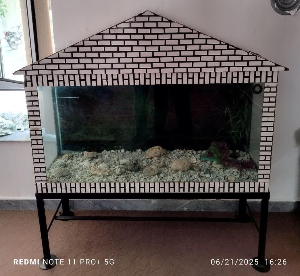 آکواریوم|ماهی|صوفیان, |دیوار