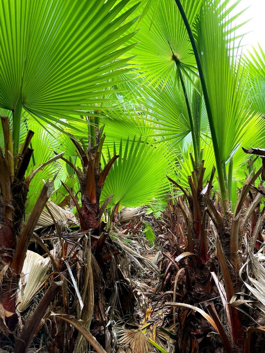 نهال پالم|گل و گیاه طبیعی|نوشهر, |دیوار