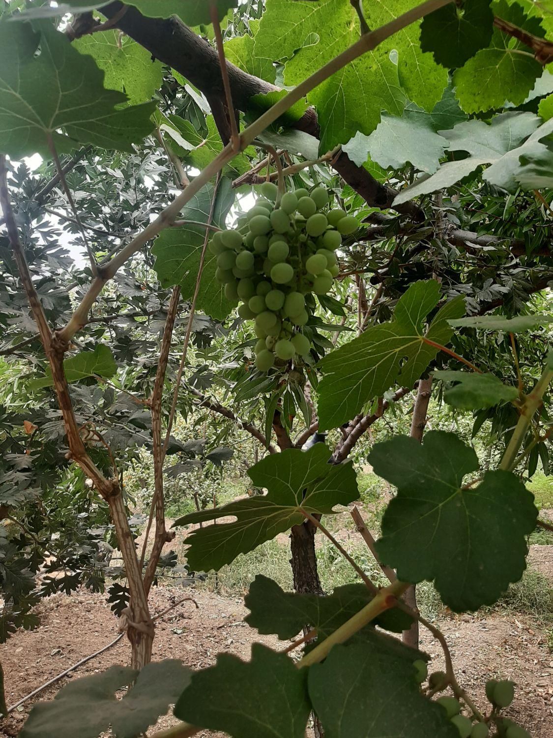 فروش ۱۰۰۰ متری|فروش دفتر صنعتی، کشاورزی، تجاری|زاینده رود, |دیوار