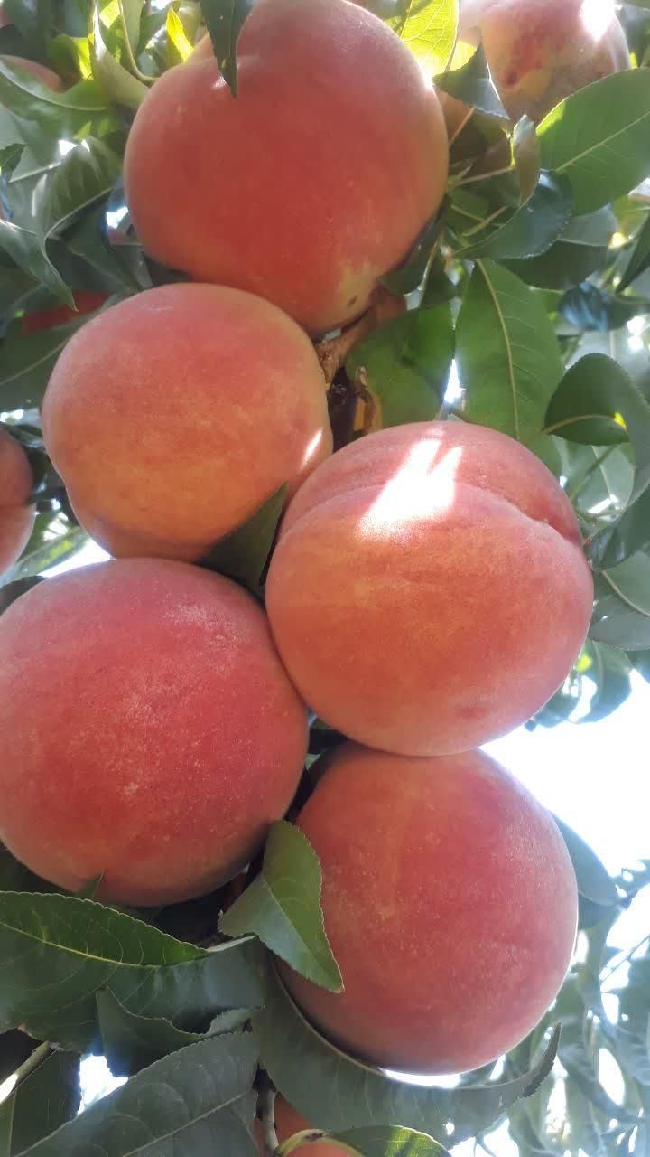 باغ میوه 500متری|فروش دفتر صنعتی، کشاورزی، تجاری|تیران, |دیوار