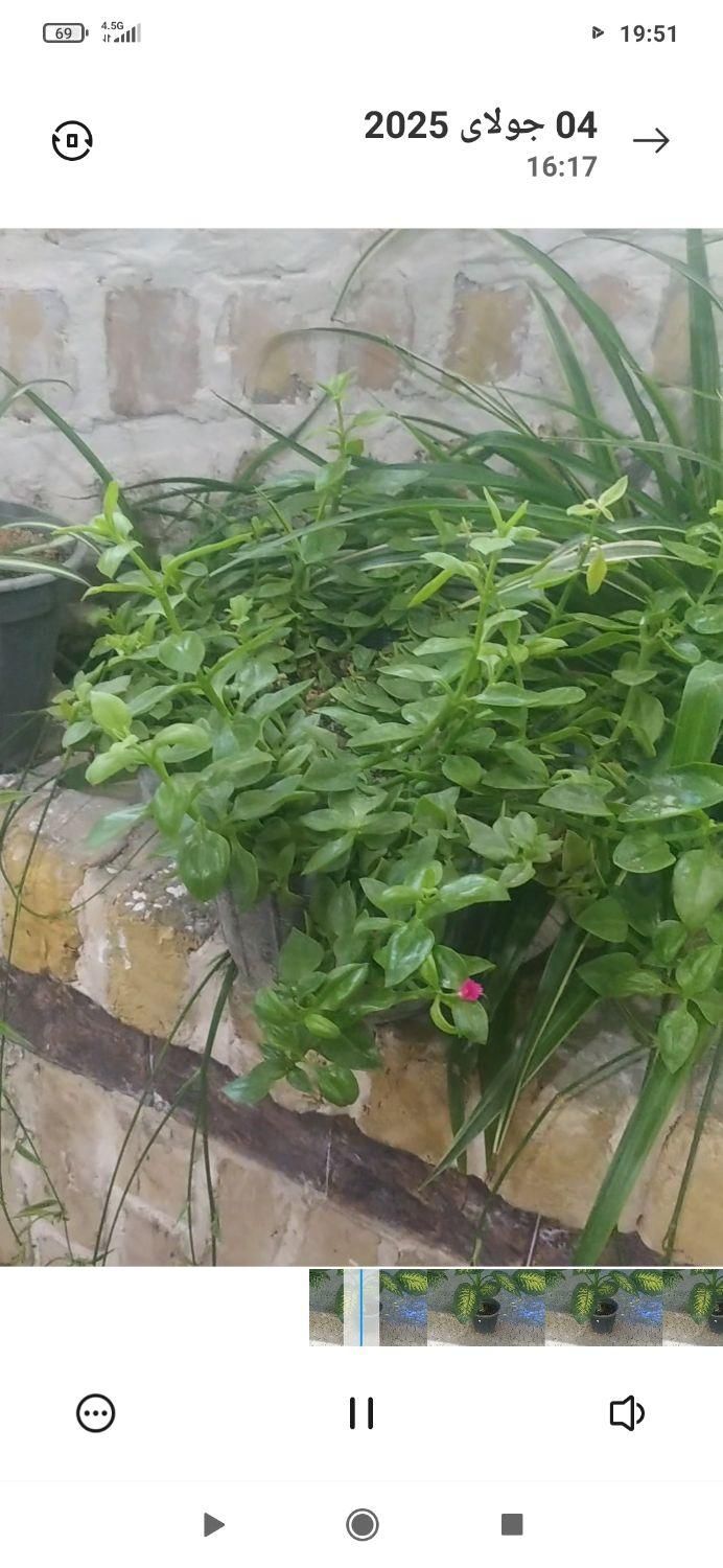 گل سرحال شاداب|گل و گیاه طبیعی|طرقبه, |دیوار