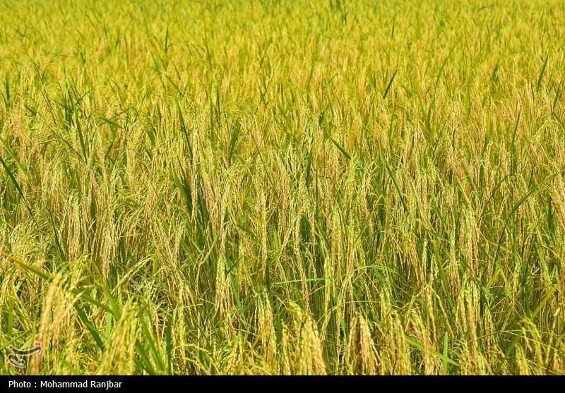 شالیزار ۳۷۰۰ متری در بوجایه/سنتی و لب جاده|فروش دفتر صنعتی، کشاورزی، تجاری|لاهیجان, بوجایه|دیوار