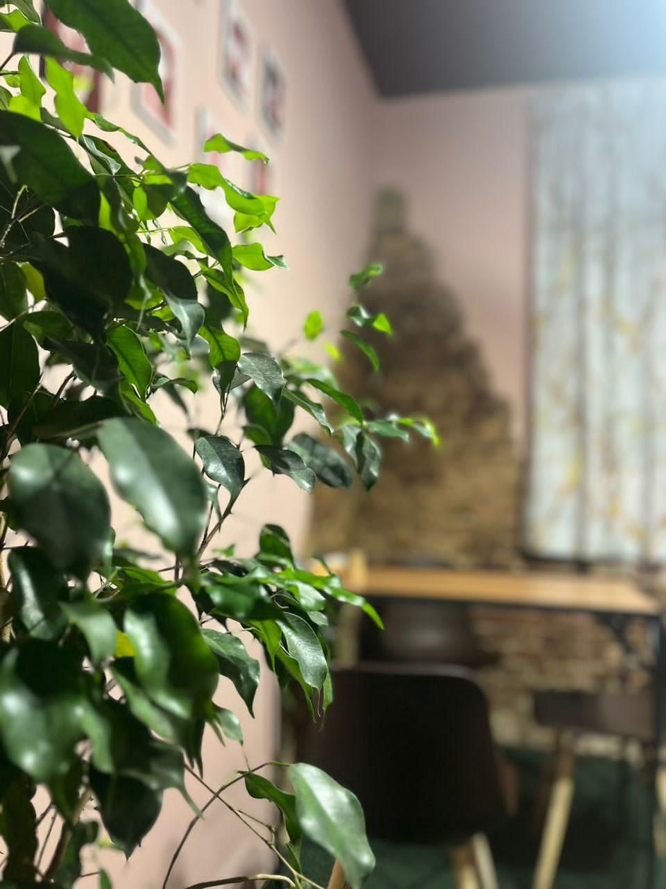 واگذاری کامل کافه فست فود با قیمت استثنایی|کافیشاپ و رستوران|ساری, |دیوار