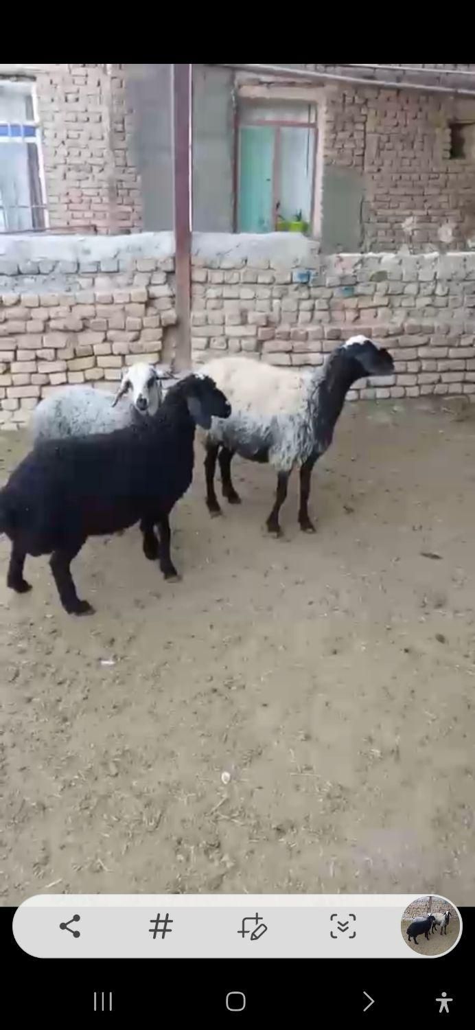 گوسفند نژاددار. قـوچ بـره چالـی|حیوانات مزرعه|زارچ, |دیوار