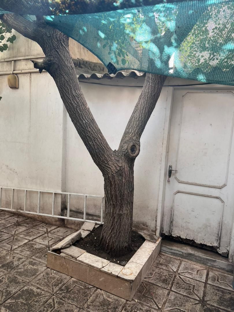 هرس و قطع درختان خشک با اره در کمترین زمان ممکن|خدمات باغبانی و درختکاری|مشهد, اروند|دیوار