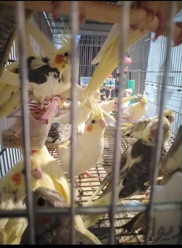 عروس هلندی تخم گذار|پرنده|خمینیشهر, |دیوار