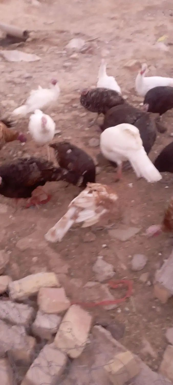 بوقلمون|حیوانات مزرعه|رشت, بوسار|دیوار
