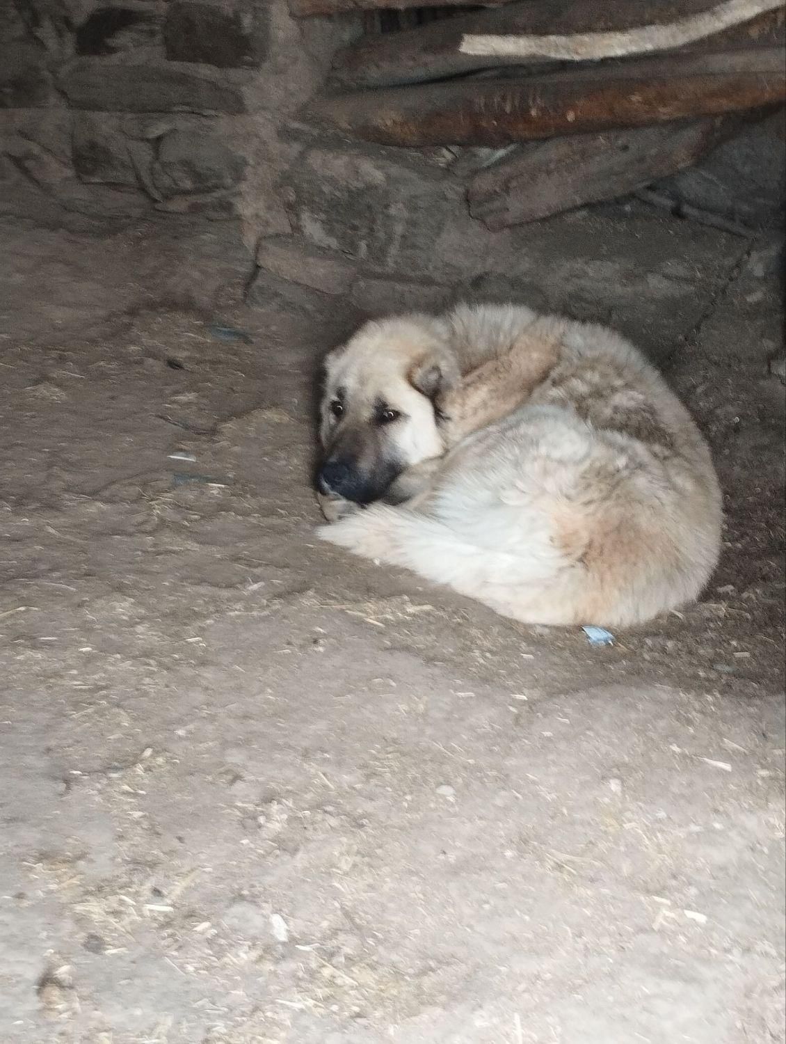 سگ سراب|سگ|داران, |دیوار
