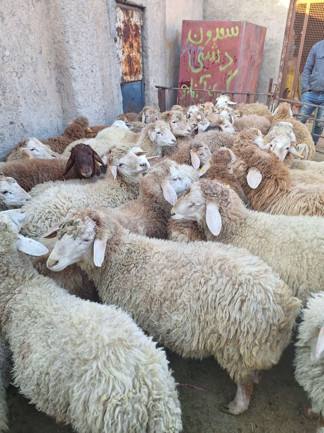 گوسفند عقیقه نوزاد بیمارستانی حجاج کربلایی زاوو|حیوانات مزرعه|فردیس, طالقانی|دیوار
