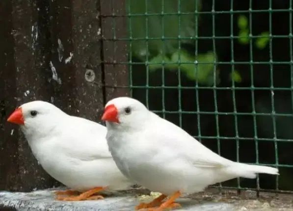 فنچ جفتی ۳۰۰|پرنده|تهران, نبی اکرم|دیوار