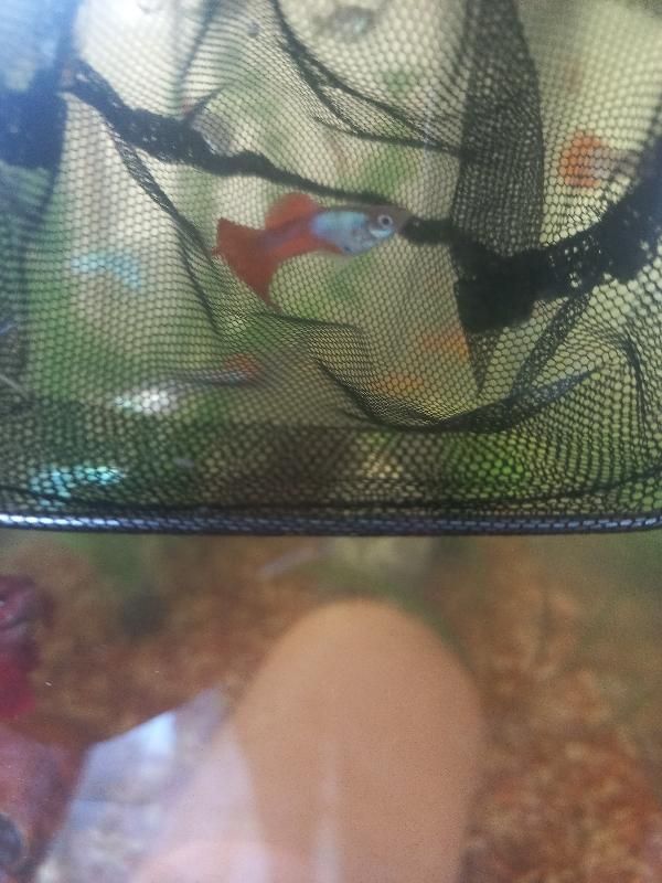 ماهی گوپی|ماهی|سیاهکل, |دیوار