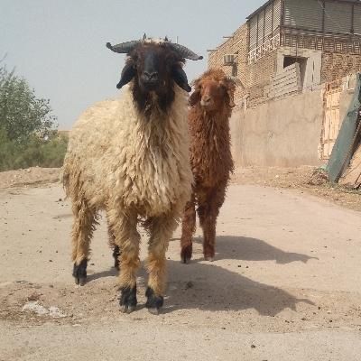 بره نر چاق گوسفند گاو بز گوساله میش قوچ|حیوانات مزرعه|اهواز, منازل کارون|دیوار