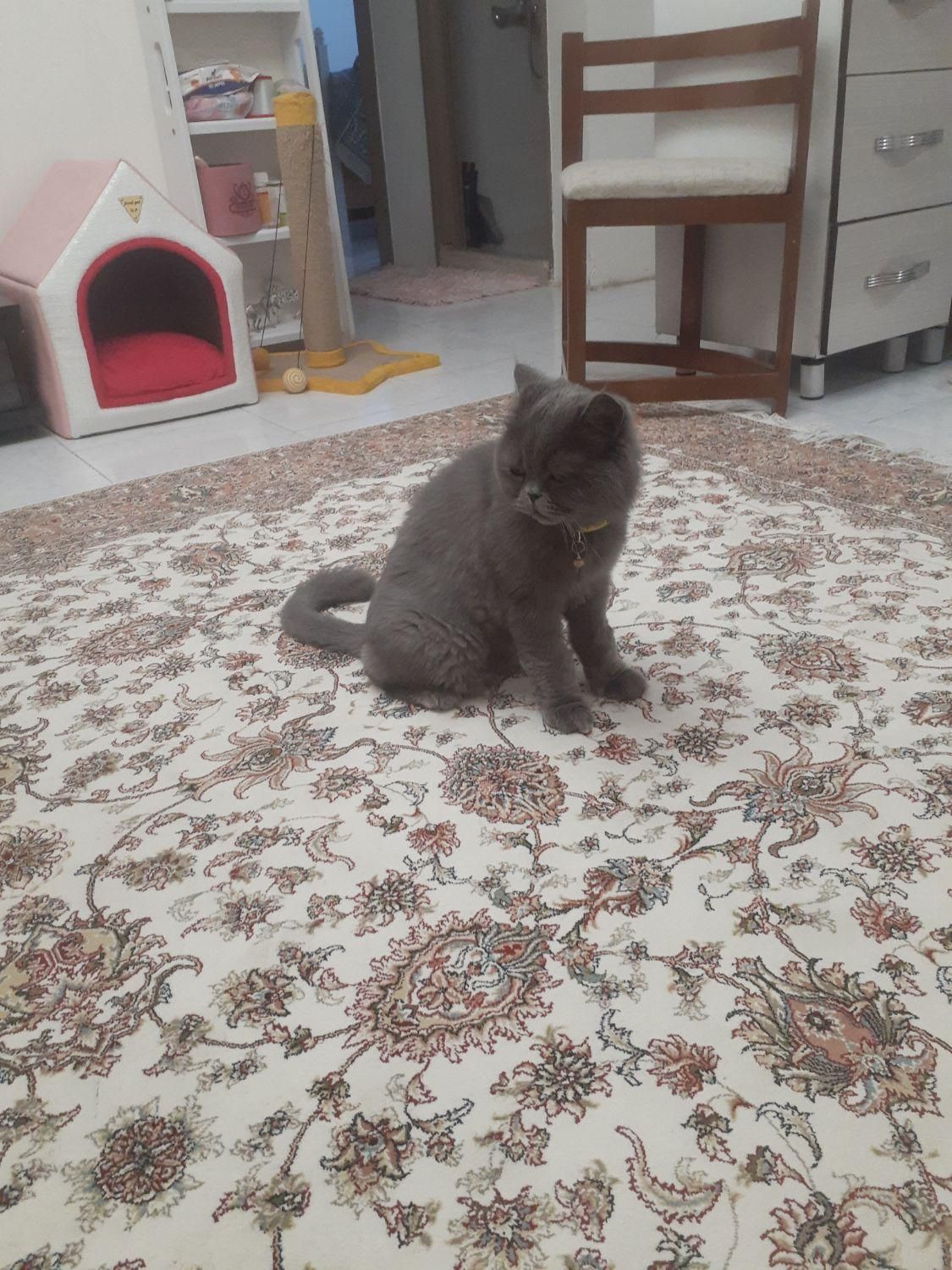 پانسیون خانگی فقط گربه|خدمات پیشه و مهارت|چهارباغ, |دیوار