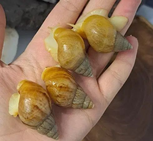 تخفیف ویژه پک ۱۵ تایی حلزون آلبینو درمانی|خزنده|اصفهان, خوراسگان|دیوار