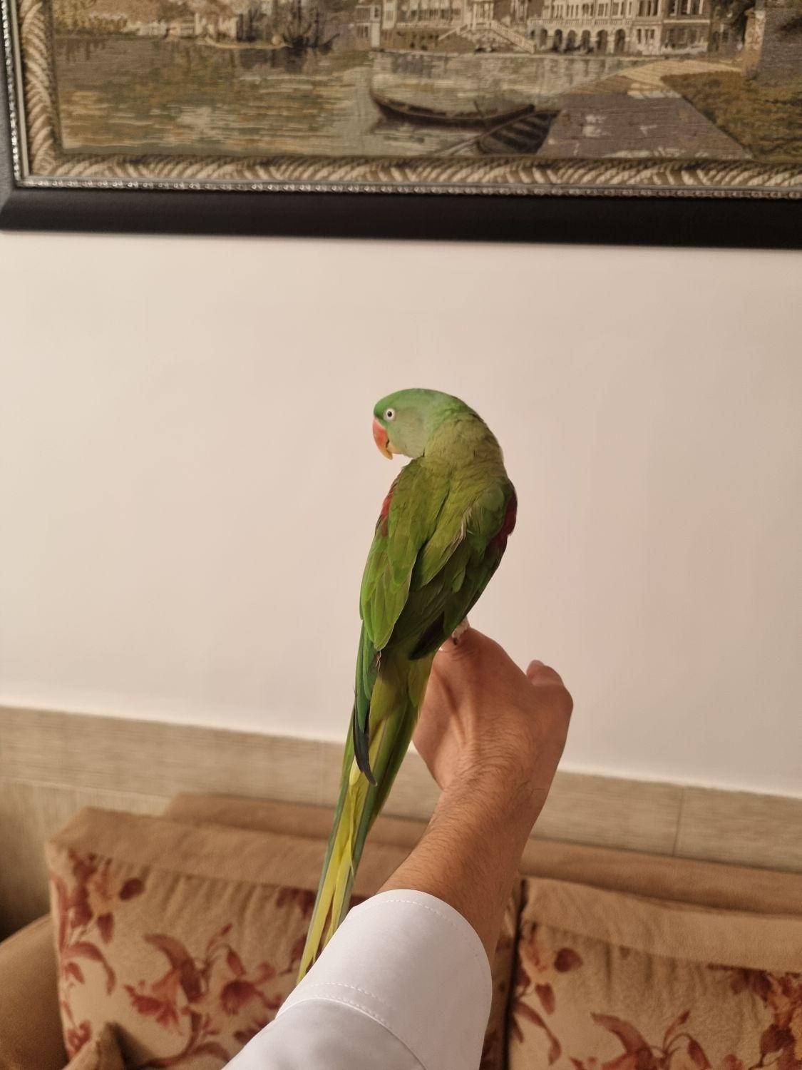 شاه طوطی|پرنده|کاشمر, |دیوار