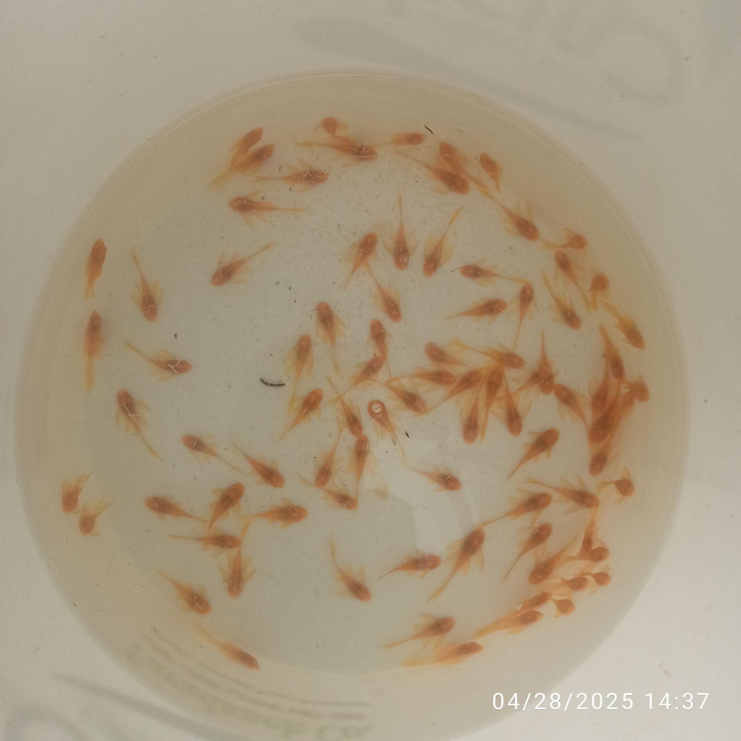 خرید آنلاین ماهی زینتی برکه گلبهار ارسال رایگان|ماهی|گلبهار, شهر جدید گلبهار|دیوار