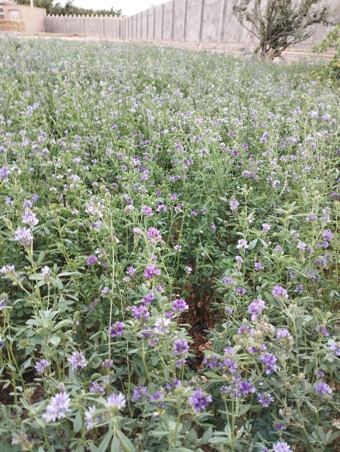 پرس یونجه|خوردنی و آشامیدنی|اصفهان, ارداجی|دیوار