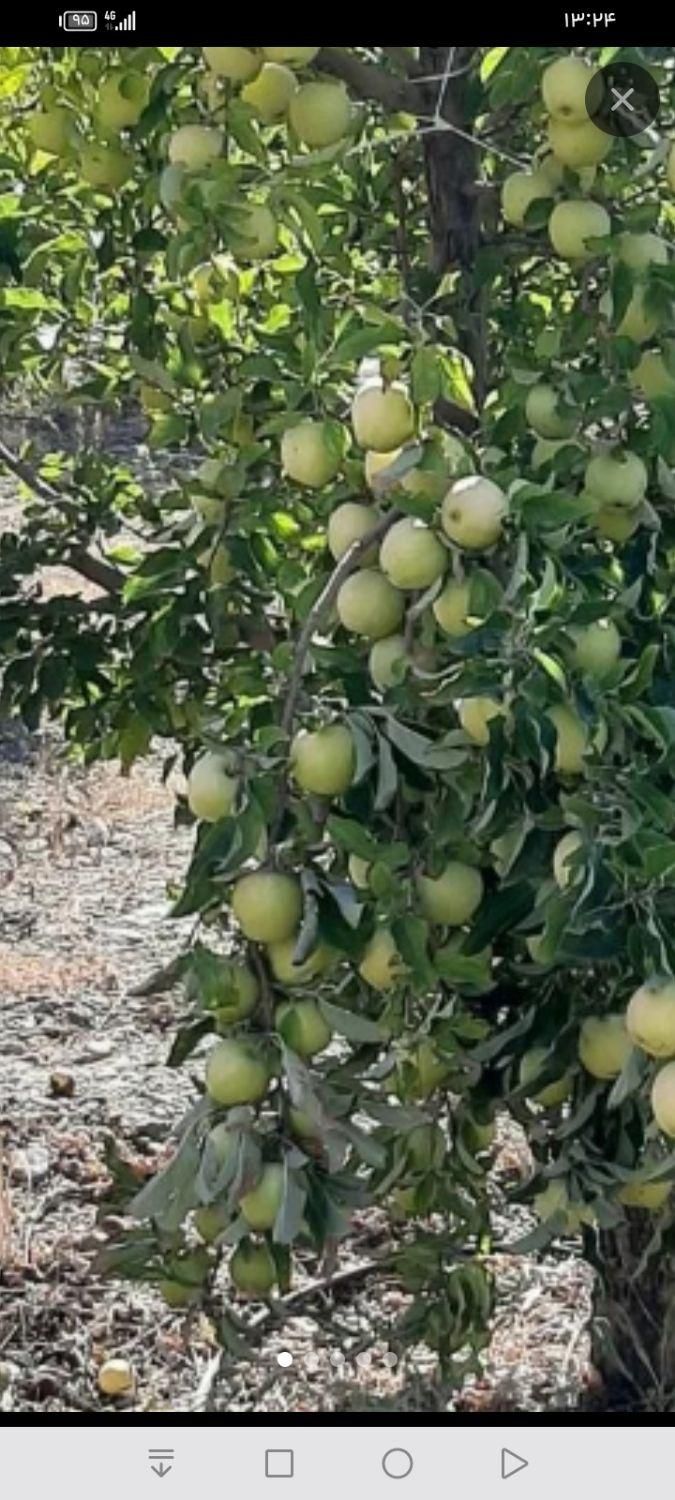 خریدار سیب ضایعات|خدمات باغبانی و درختکاری|میانه, |دیوار