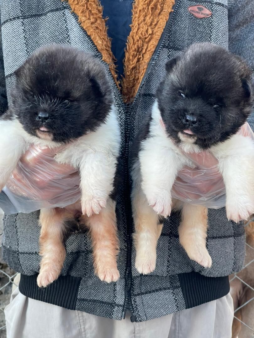 اکیتا ژاپنی و امریکایی|سگ|کرج, فاز ۳ مهرشهر|دیوار