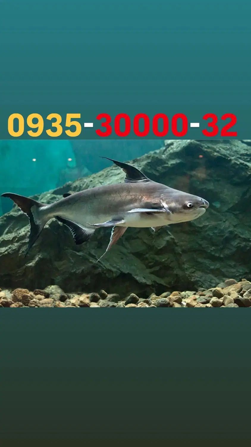 0935-30000-32|سیم‌کارت|تهران, ولنجک|دیوار
