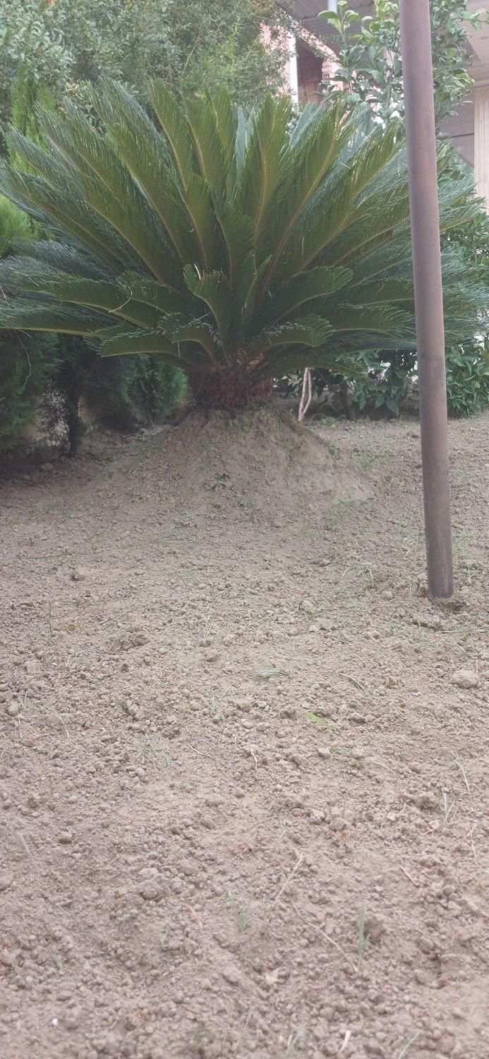 مجموعه خدماتی فضای سبز سبز آوران ارغوان|خدمات باغبانی و درختکاری|بابلسر, |دیوار