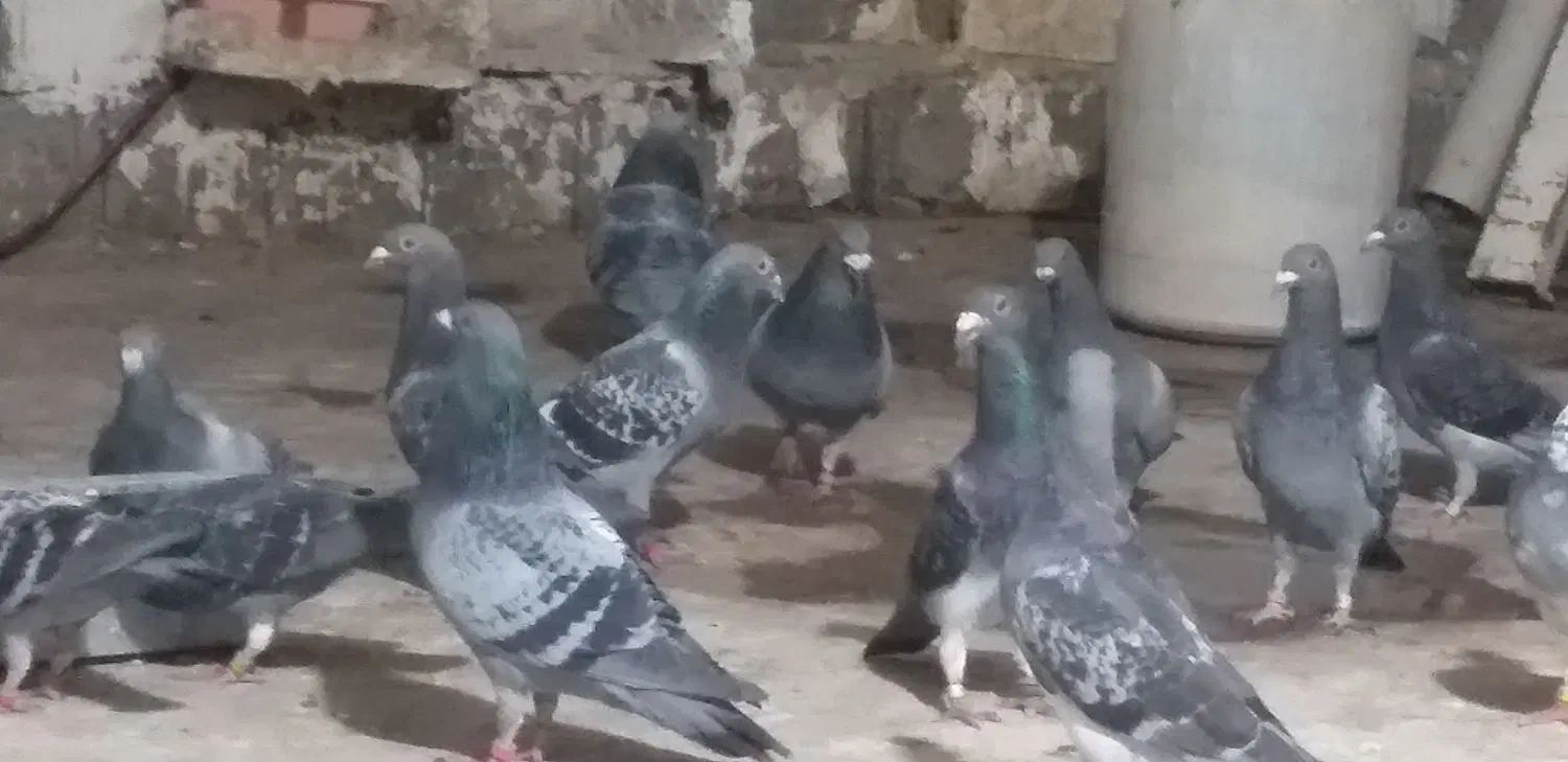 سلام وعرض ادب ۴عدد جوجه پلاکی مسافتی دونه ای ۵۰۰|پرنده|یاسوج, |دیوار