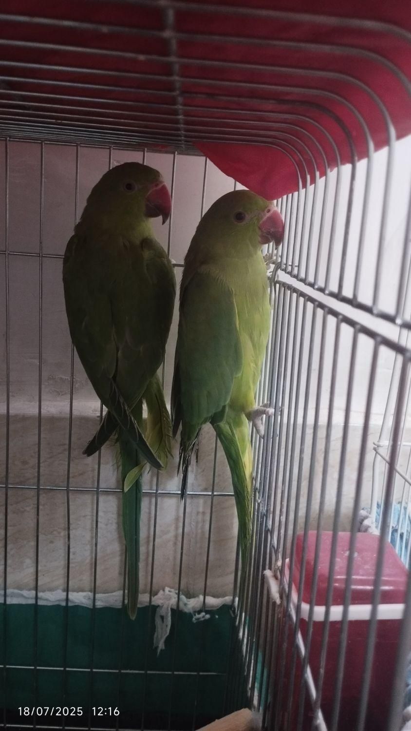 طوطی منلگو|پرنده|نسیم‌شهر, |دیوار