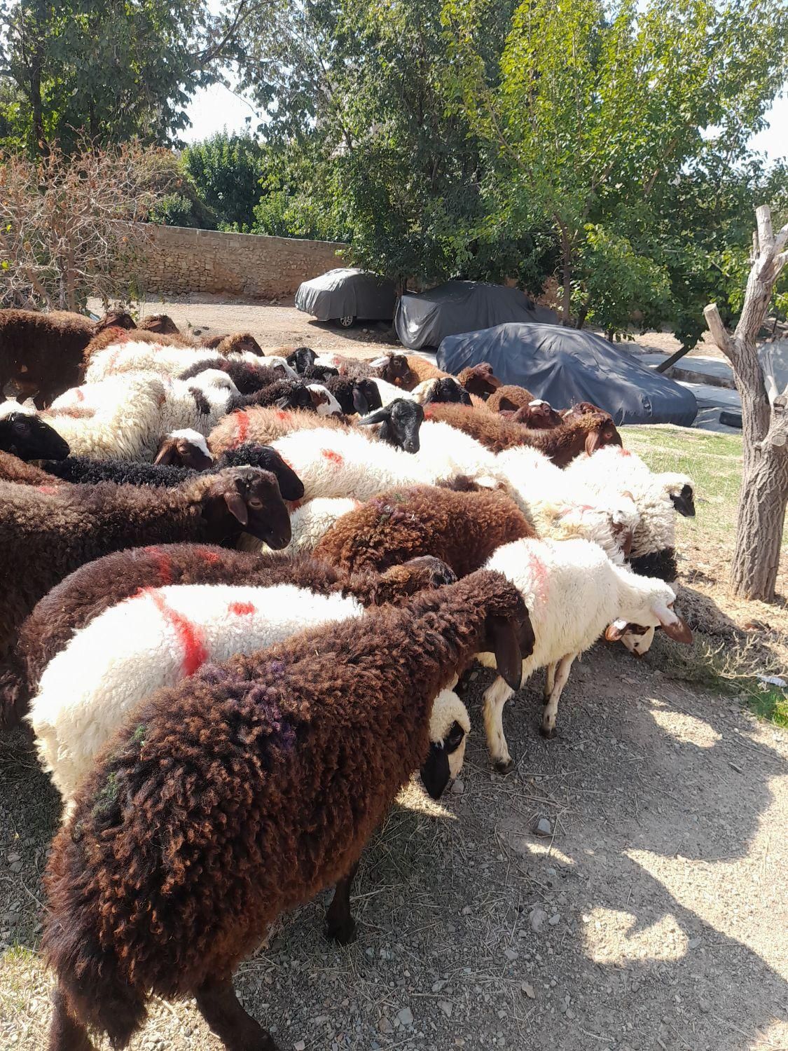 گوسفند وبره نرینه شهر قدس و گرمدره زنده|حیوانات مزرعه|قدس, |دیوار