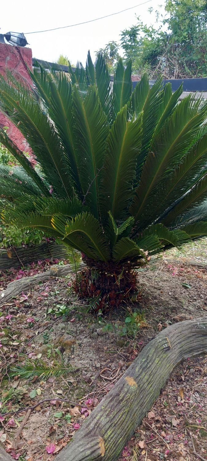 هرصکاری قطع وخریددرخت مزاحم درمحل|خدمات باغبانی و درختکاری|چمستان, |دیوار