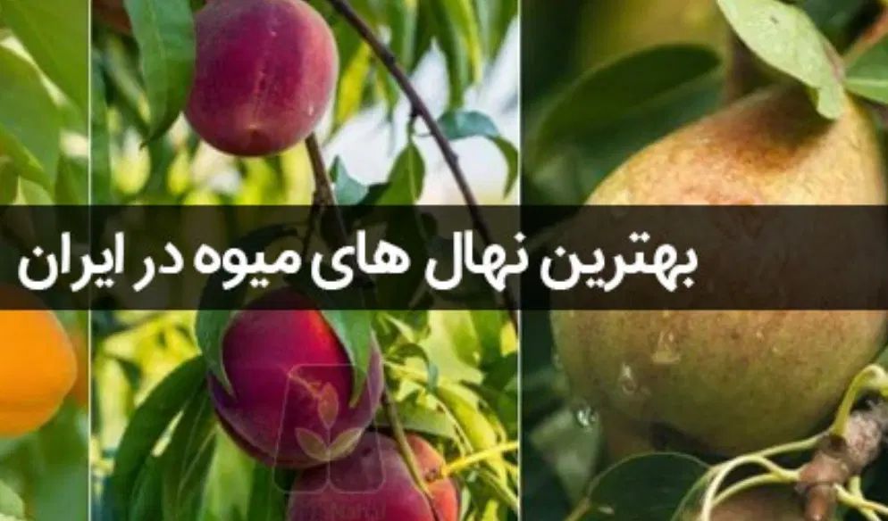 خدمات کشت هر نمونه نهال در خانه شما حتی ادارات|خدمات باغبانی و درختکاری|بندرعباس, |دیوار