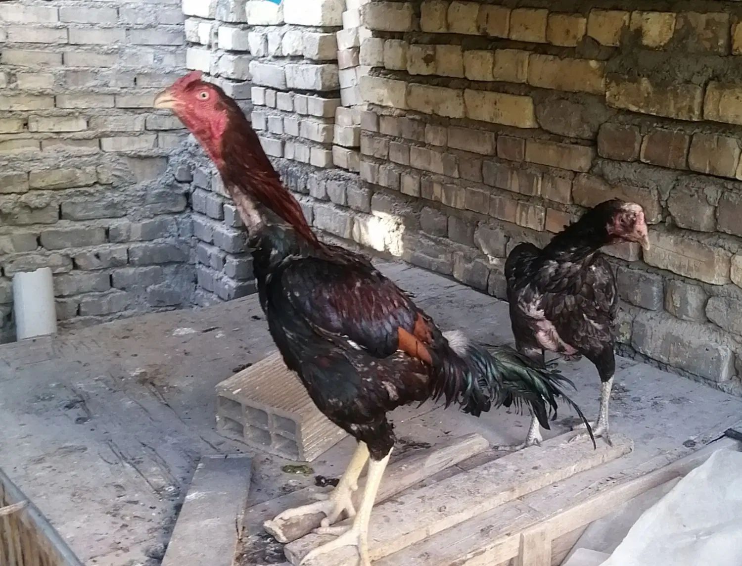 مرغ و خروس لاری نژاد افغان|حیوانات مزرعه|اصفهان, جاوان|دیوار