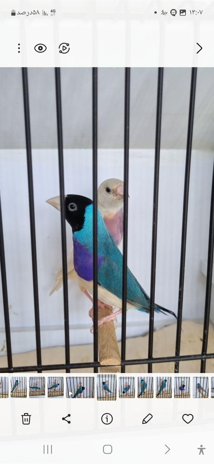 فنچ گلدین و کرواتی|پرنده|کاشان, سرپله جدید|دیوار