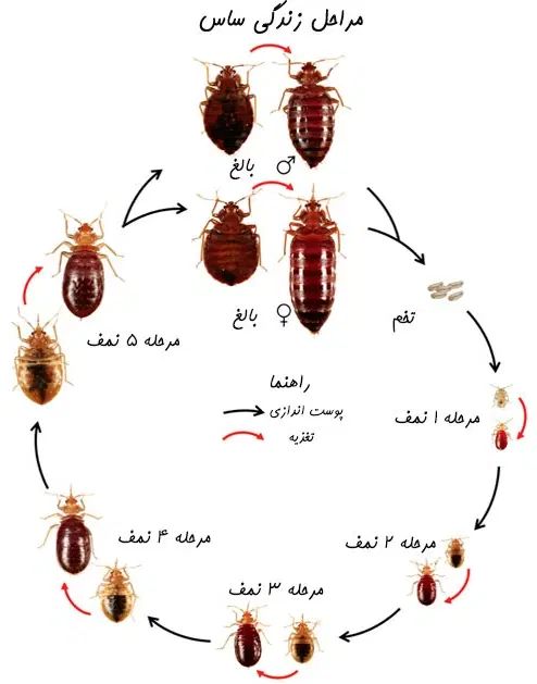 سمپاشی ساس و سوسک ریز سم پاشی با ضمانت یکساله|خدمات نظافت|قرچک, مهدیه|دیوار