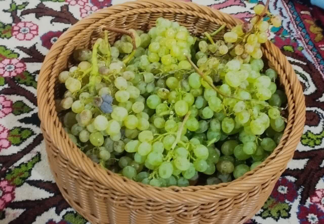 سبد میوه سبد رخت سبد پیک نیک  و انواع نظم دهنده|صنایع دستی و سایر لوازم تزئینی|زنجان, |دیوار