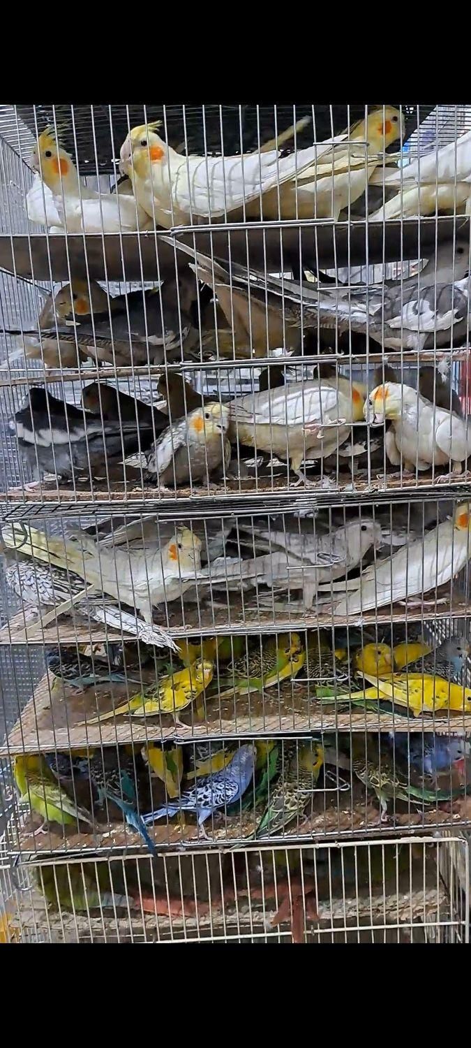 آشیانه چوبی مخصوص عروس هلندی - عمده و تکی|لوازم جانبی حیوانات|اصفهان, قائمیه|دیوار