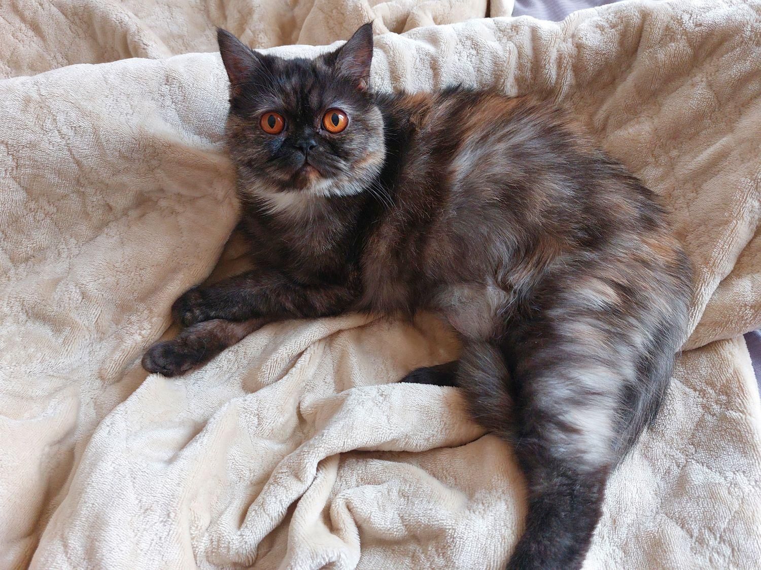 گربه|گربه|مهاباد (آذربایجان غربی), |دیوار