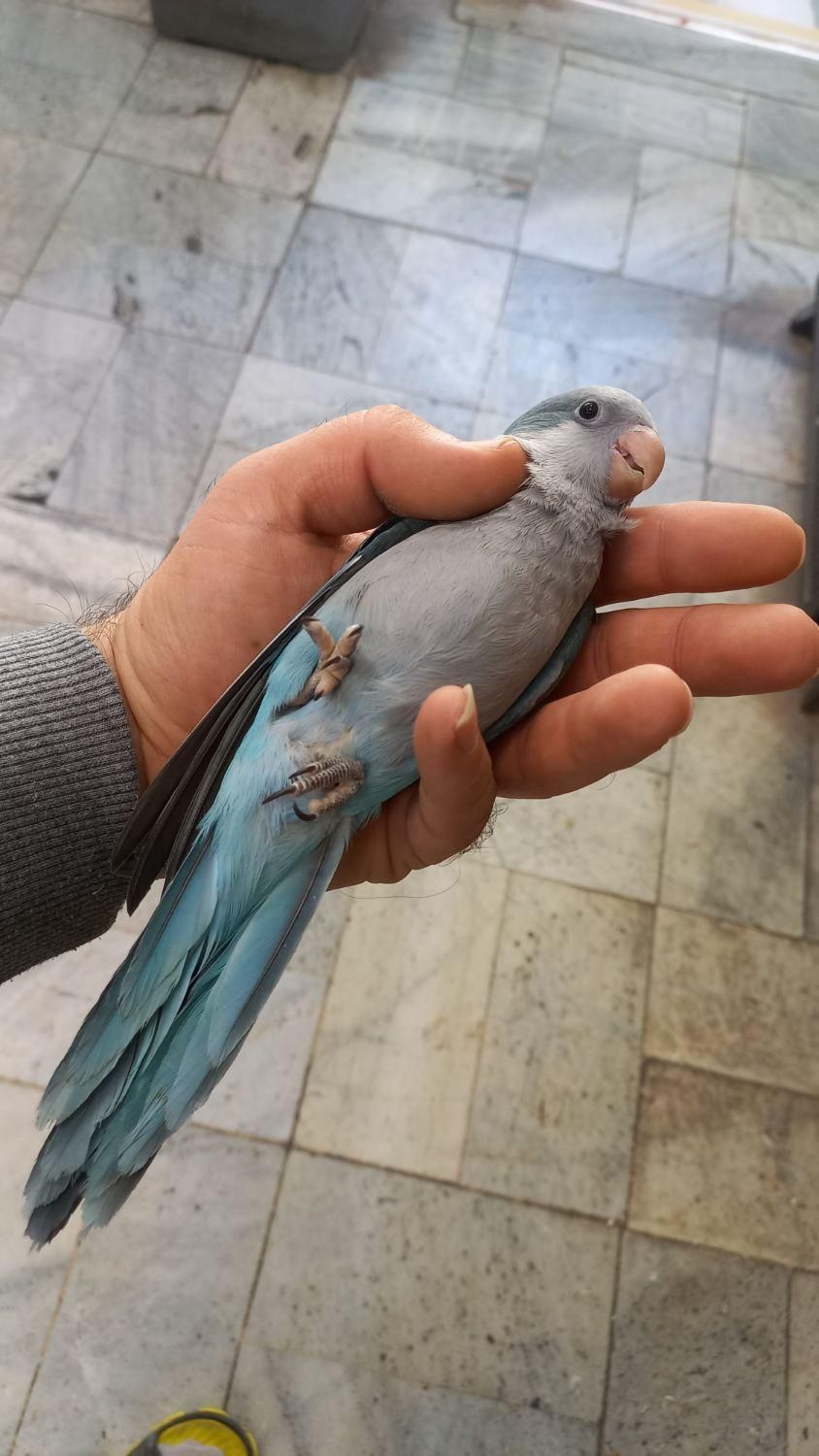 طوطی راهب|پرنده|اصفهان, هفتون|دیوار