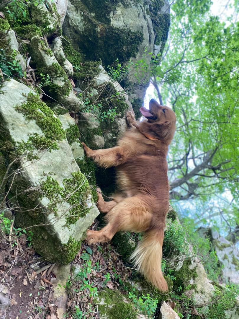 فروش توله رتریور و پرستار سگ گلدن|سگ|فردیس, |دیوار