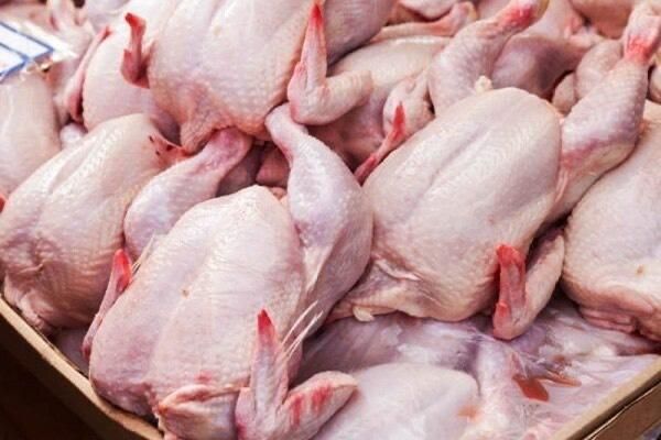 مرغ کامل غذای سگ و گربه|لوازم جانبی حیوانات|رشت, بلوار گیلان|دیوار
