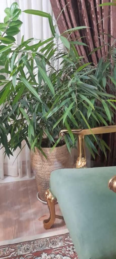 گلهای آپارتمانی فوق العاده زیبا و سرحال|گل و گیاه طبیعی|شیروان (خراسان), |دیوار