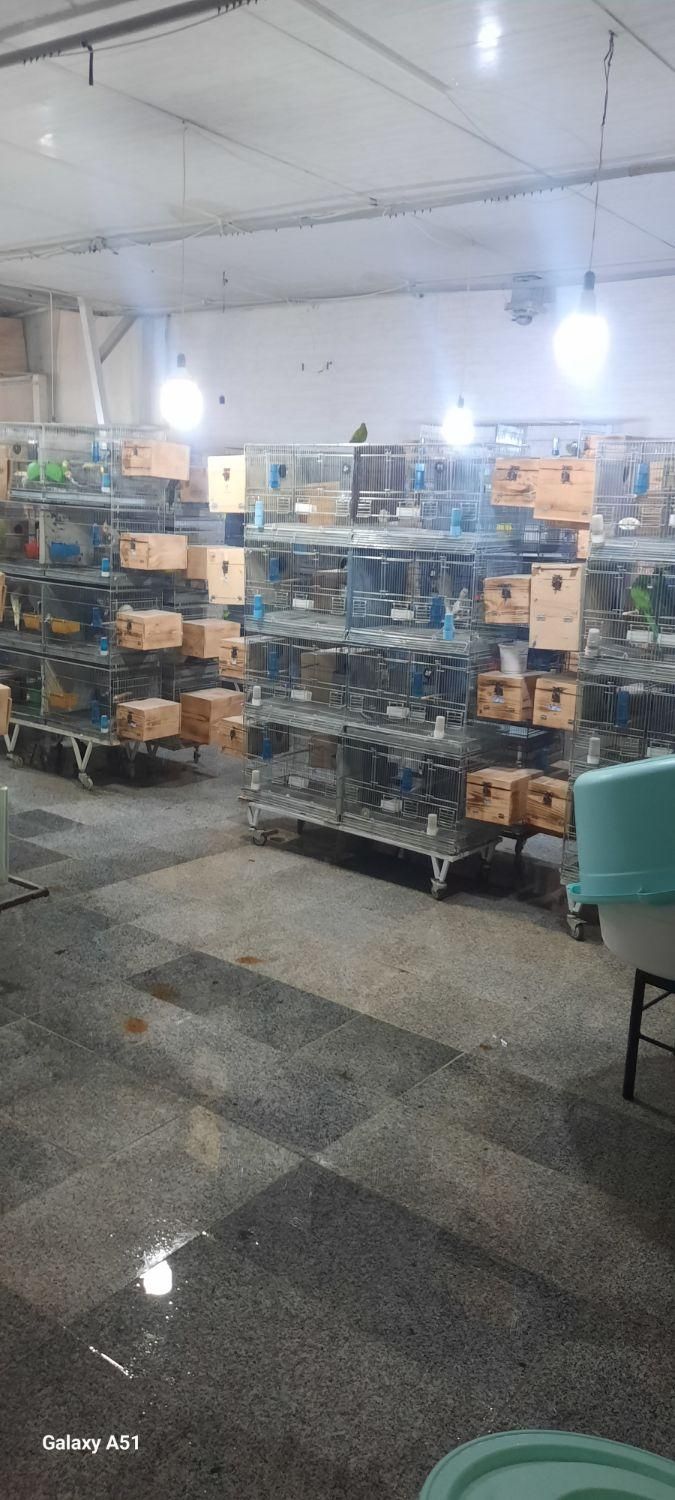 عروس جفتی وقناری وملنگو بفروش میرسد|پرنده|اقبالیه, |دیوار