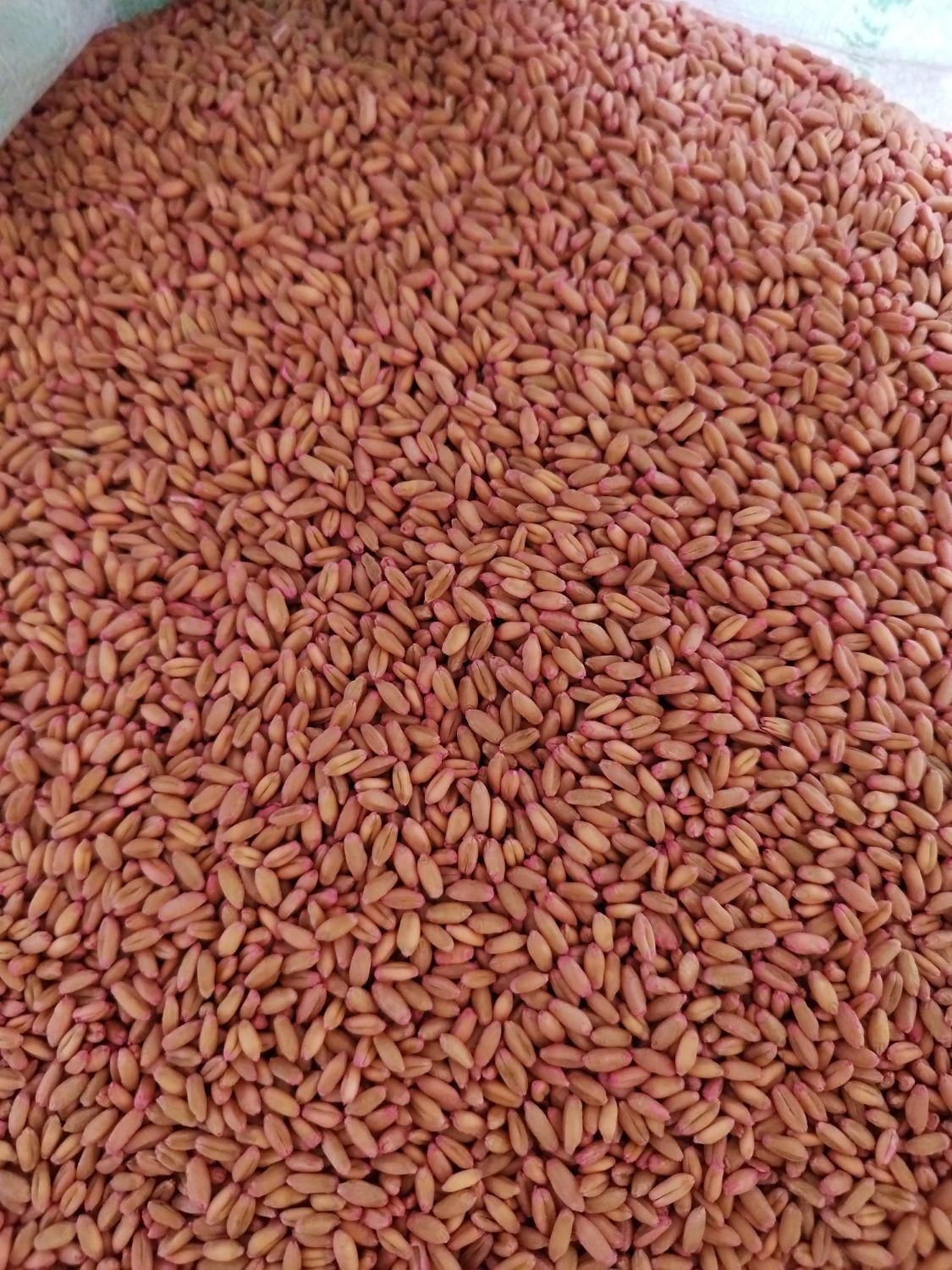 انواع ارقام بذر اصلاح شده گندم و جو دیم و آبی|عمده‌فروشی|کبودرآهنگ, |دیوار