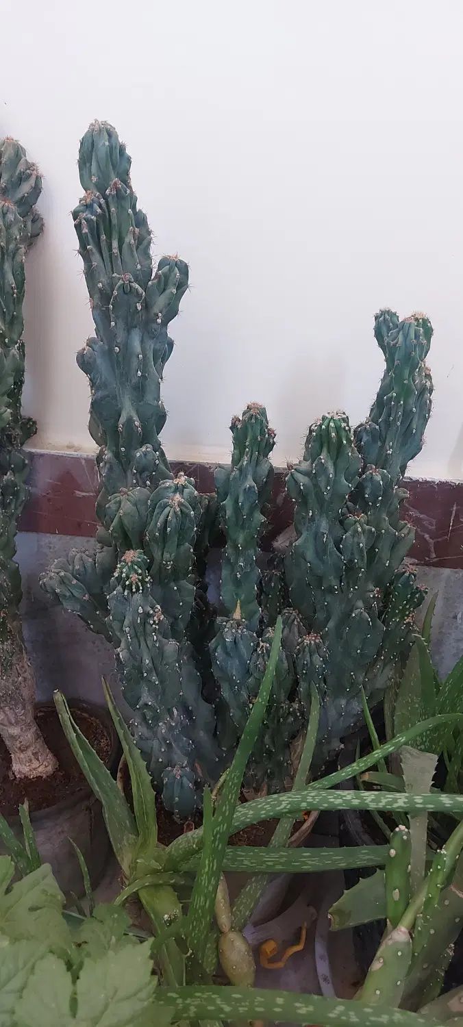 کاکتوس صخره ای ۳۰ ساله|گل و گیاه طبیعی|تهران, نازی‌آباد|دیوار