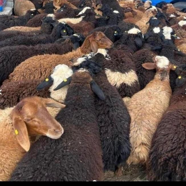 پخش گوسفند زنده شبانه روزی در استان کرج|حیوانات مزرعه|کرج, عظیمیه|دیوار