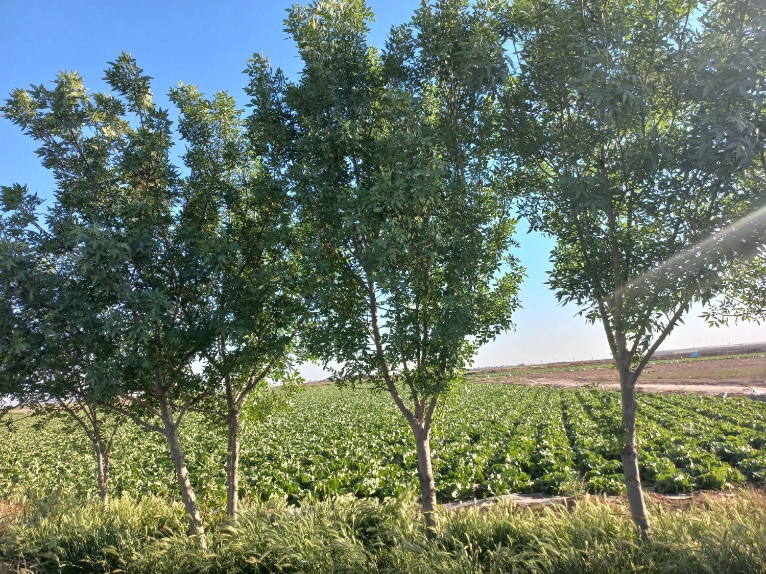 زمین کشاورزی ۹،۵ هکتار، ورامین ،جعفرآباد جنگل|فروش زمین و ملک کلنگی|جوادآباد, |دیوار