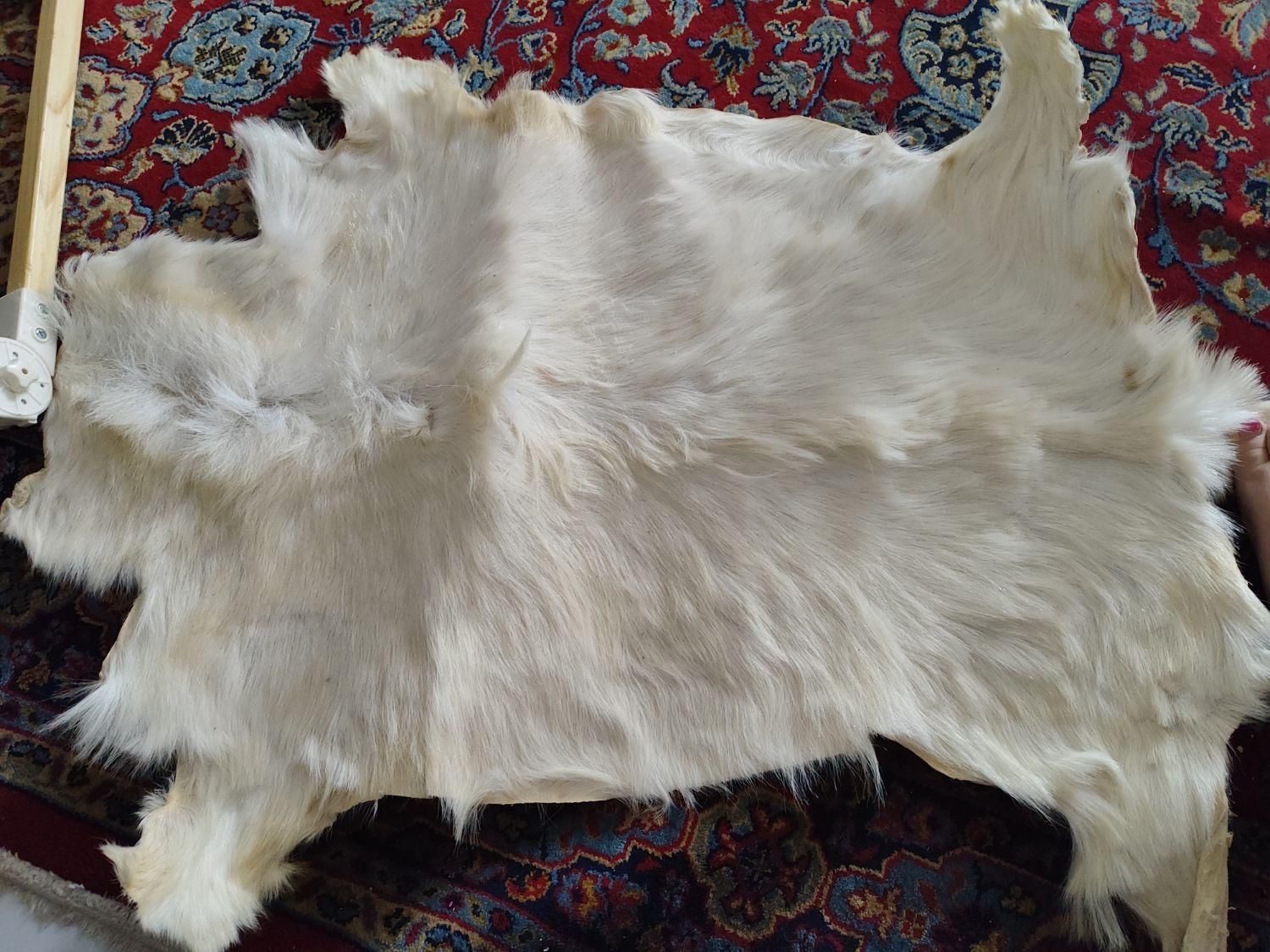 پوست بز طبیعی ۶۰۰|صنایع دستی و سایر لوازم تزئینی|ساری, |دیوار