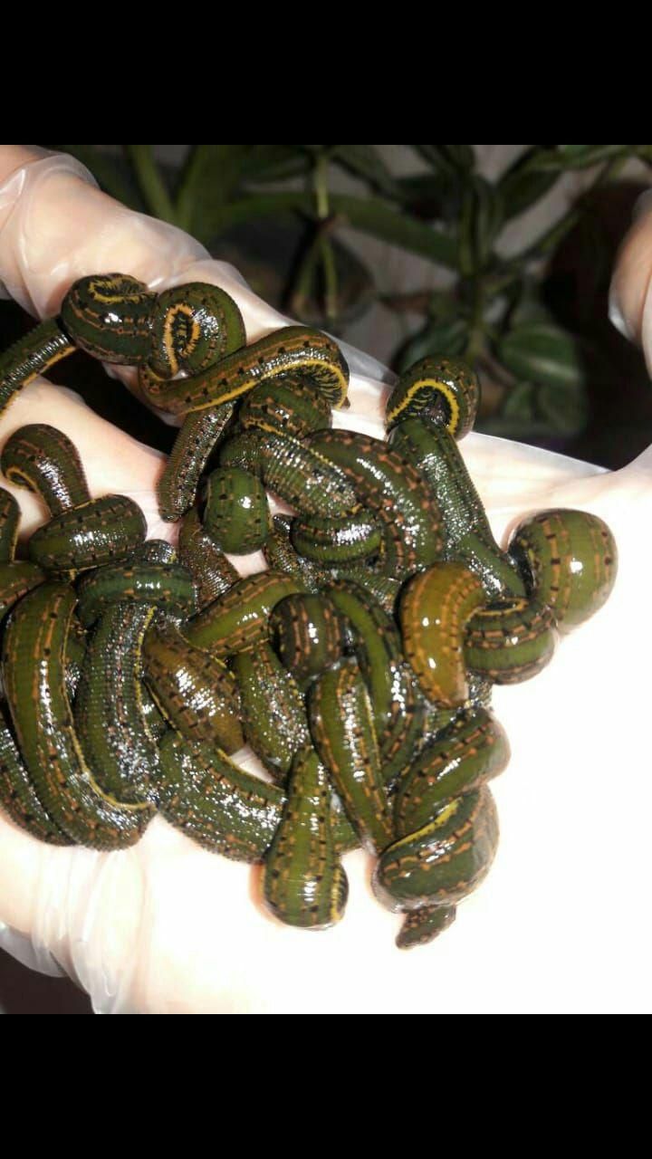 زالو زالو طبی با گیرایی بالا فروش زالو زالو درمانی|خزنده|شیراز, پانصد دستگاه ارتش|دیوار