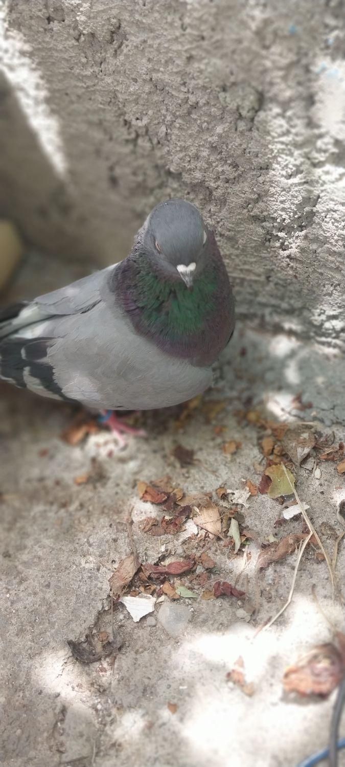 کبوتر گو|پرنده|میانه, |دیوار